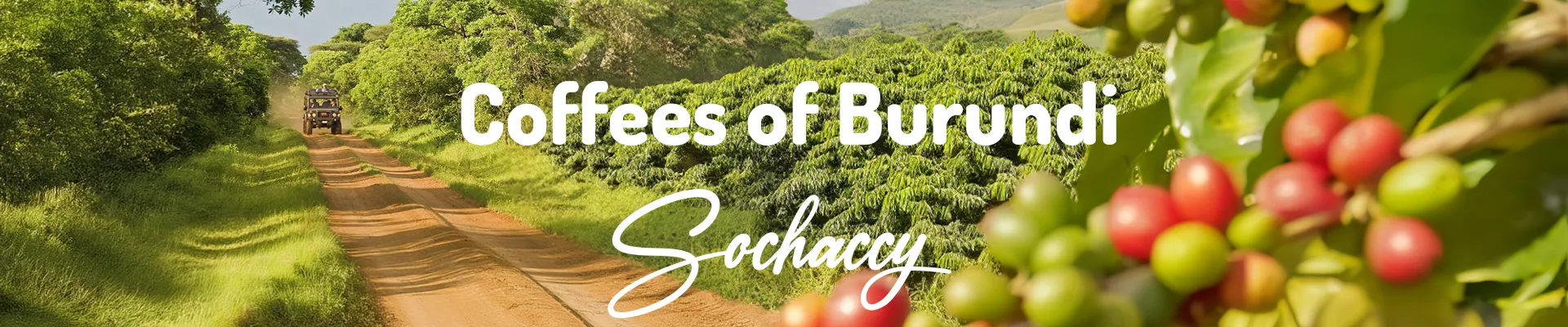 Coffees of Burundi